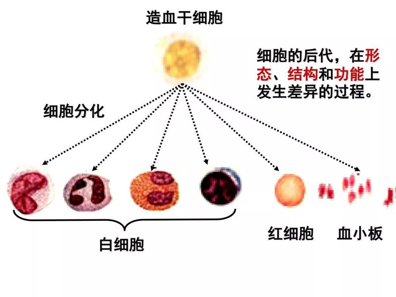 造血干细胞